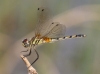 J19_9232 Trithemis pallidinervis female